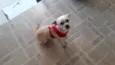 BELINHA