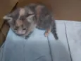 Gatinhos