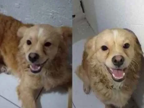 Cachorro raça Poodle idade 1 ano nome Teodoro