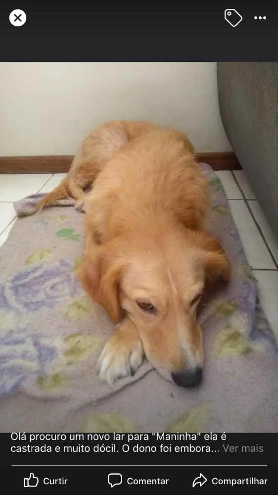Cachorro ra a  idade 3 anos nome Não sei 