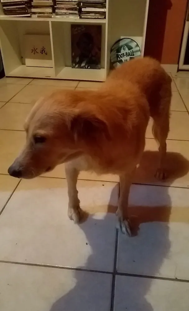 Cachorro ra a  idade 3 anos nome Não sei 