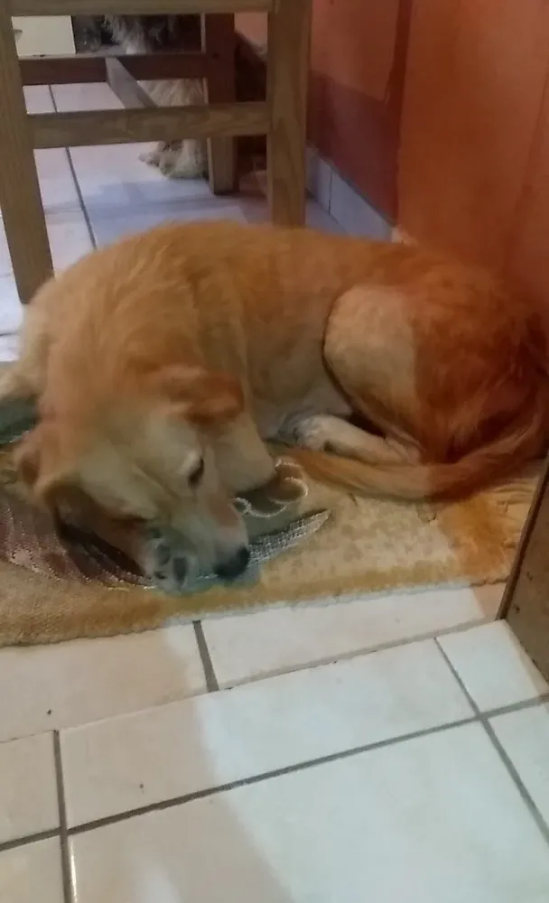 Cachorro ra a  idade 3 anos nome Não sei 