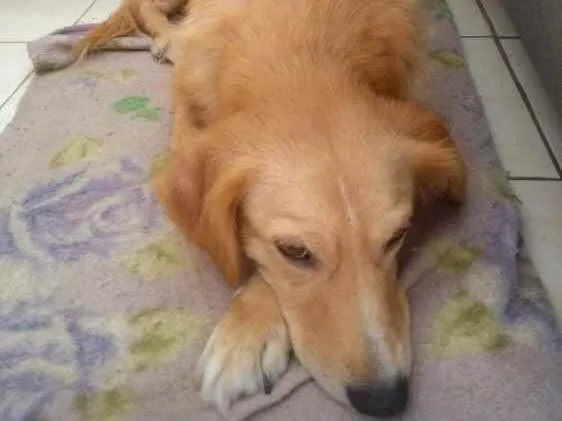 Cachorro ra a  idade 3 anos nome Não sei 