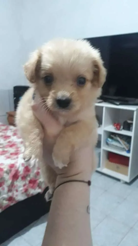 Cachorro ra a Maltes idade Abaixo de 2 meses nome Lily