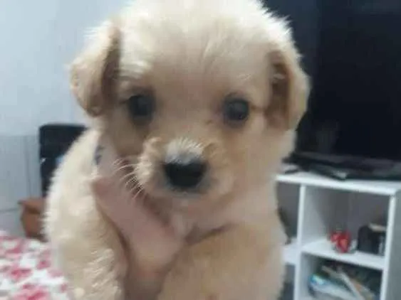 Cachorro ra a Maltes idade Abaixo de 2 meses nome Lily