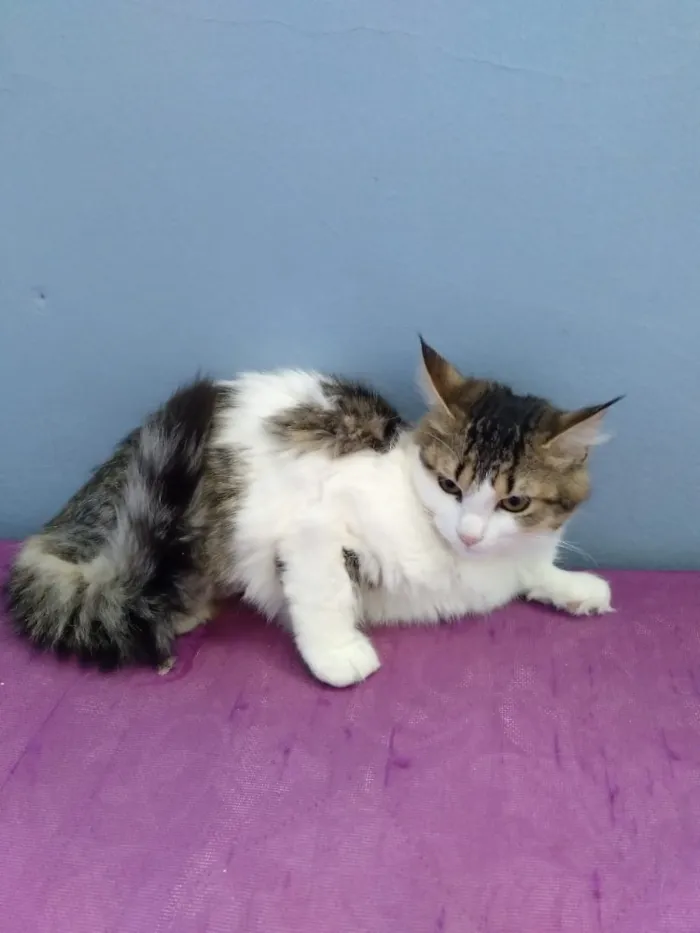 Gato ra a  idade 2 a 6 meses nome Ônix 
