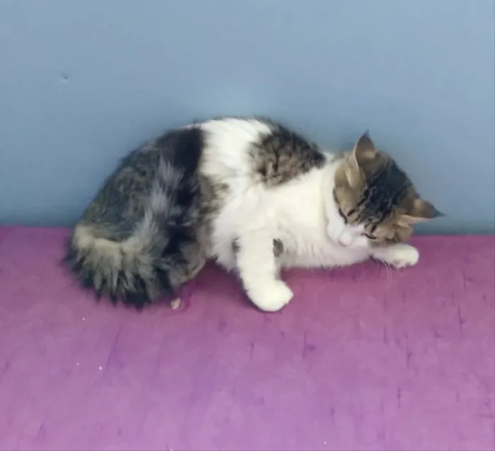 Gato ra a  idade 2 a 6 meses nome Ônix 