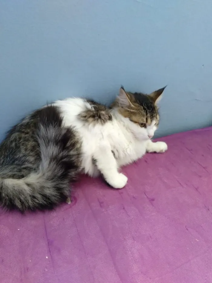 Gato ra a  idade 2 a 6 meses nome Ônix 