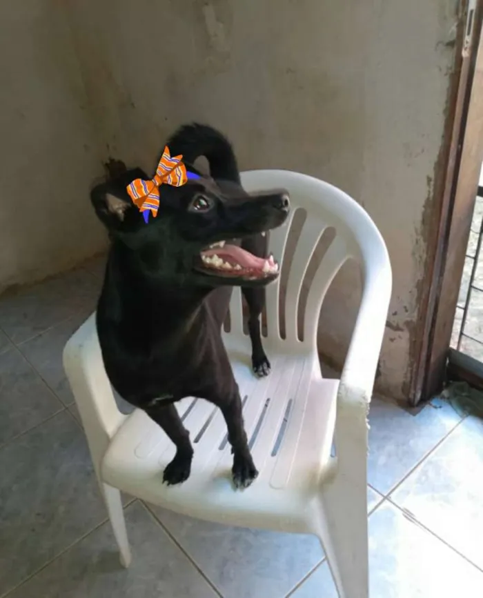 Cachorro ra a SRD idade 7 a 11 meses nome Rochelle