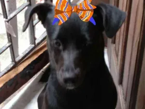 Cachorro raça SRD idade 7 a 11 meses nome Rochelle