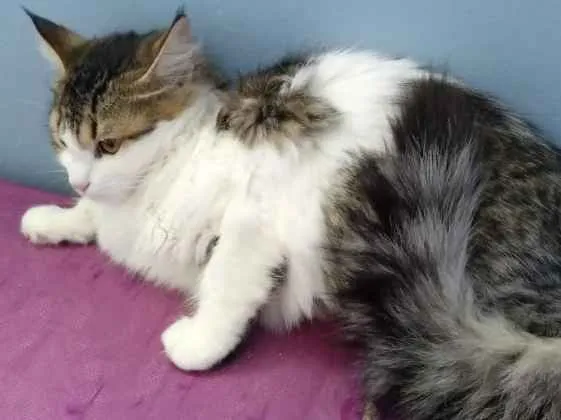 Gato ra a  idade 2 a 6 meses nome Ônix 