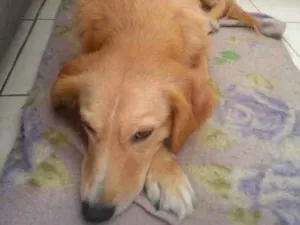 Cachorro raça  idade 3 anos nome Não sei 