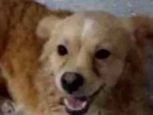 Cachorro raça Poodle idade 1 ano nome Teodoro
