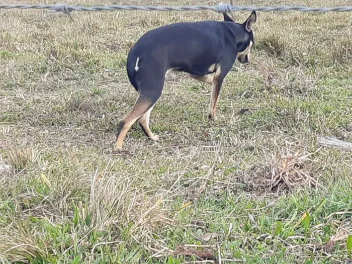 Cachorro ra a Viralata idade 1 ano nome Tina