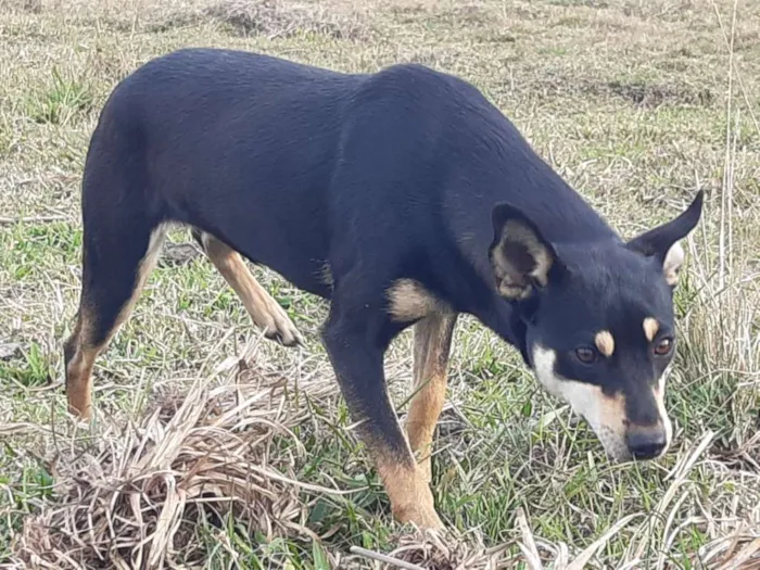 Cachorro ra a Viralata idade 1 ano nome Tina