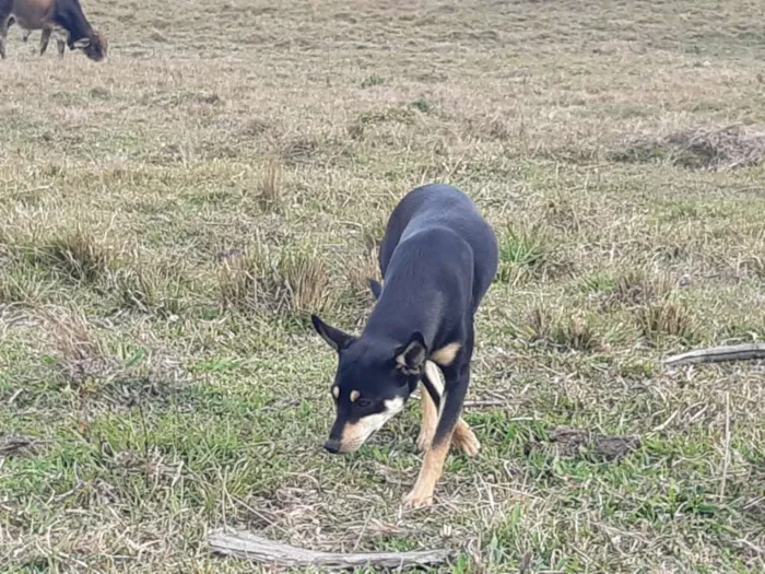 Cachorro ra a Viralata idade 1 ano nome Tina