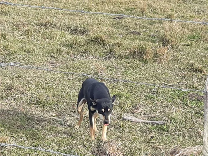 Cachorro ra a Viralata idade 1 ano nome Tina