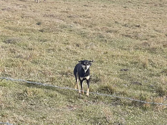 Cachorro ra a Viralata idade 1 ano nome Tina