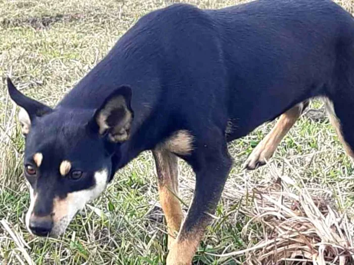 Cachorro ra a Viralata idade 1 ano nome Tina