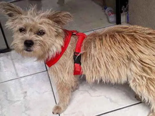 Cachorro ra a mestiça podengo com poodle idade 1 ano nome BELINHA