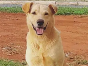 Cachorro raça Mestiço  idade 3 anos nome Beethoven 