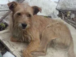 Cachorro raça SRD idade 3 anos nome Tobias