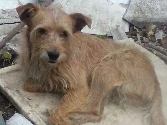 Cachorro ra a SRD idade 3 anos nome Tobias