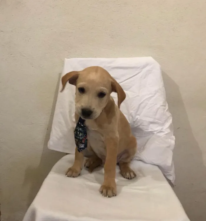 Cachorro ra a SED idade 2 a 6 meses nome Juquinha