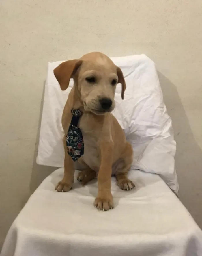 Cachorro ra a SED idade 2 a 6 meses nome Juquinha