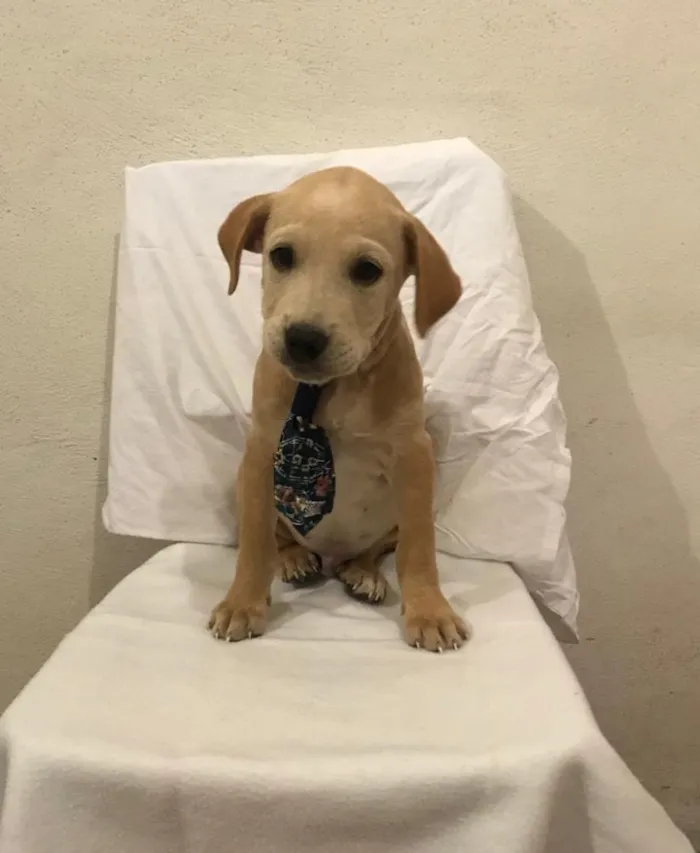 Cachorro ra a SED idade 2 a 6 meses nome Juquinha