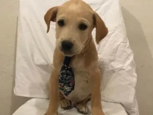 Cachorro raça SED idade 2 a 6 meses nome Juquinha