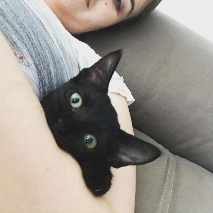 Gato ra a SRD idade 2 a 6 meses nome FELIX