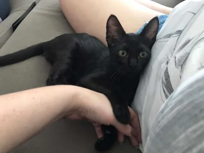 Gato ra a SRD idade 2 a 6 meses nome FELIX