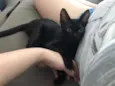 FELIX
