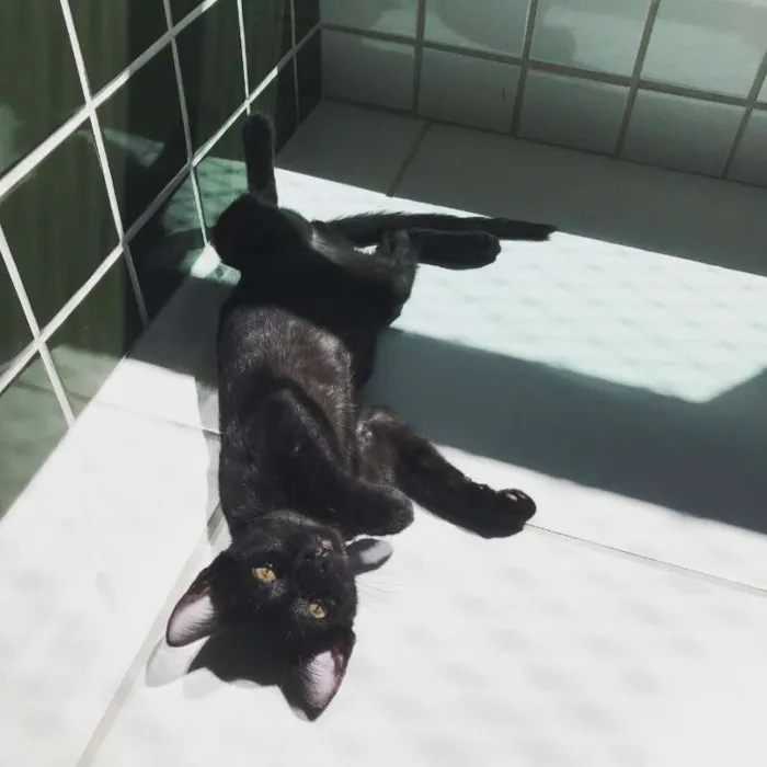 Gato ra a SRD idade 2 a 6 meses nome FELIX