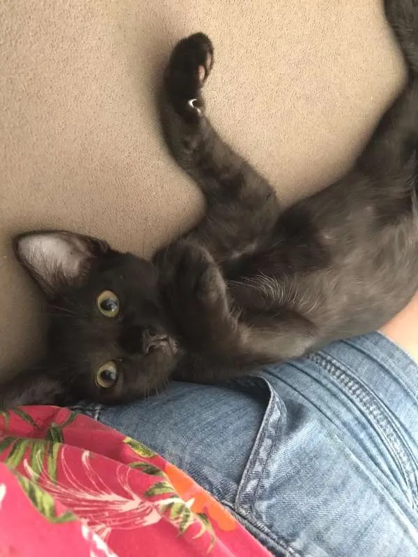 Gato ra a SRD idade 2 a 6 meses nome FELIX