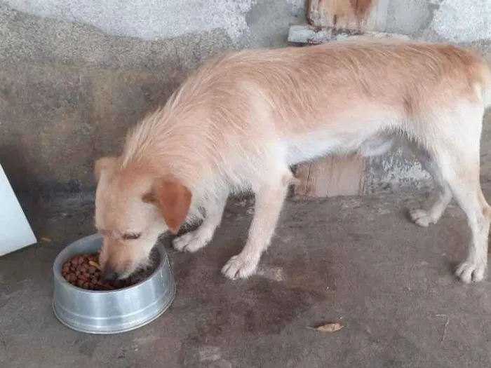 Cachorro ra a Sem raça definida idade 2 anos nome Thor