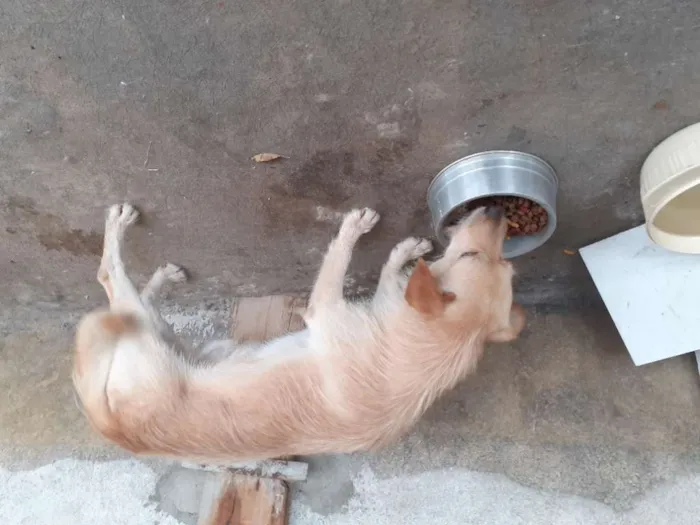 Cachorro ra a Sem raça definida idade 2 anos nome Thor