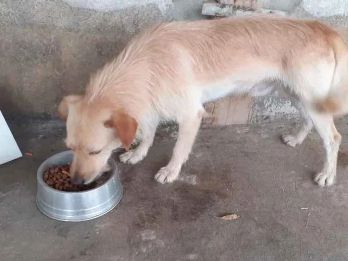 Cachorro ra a Sem raça definida idade 2 anos nome Thor