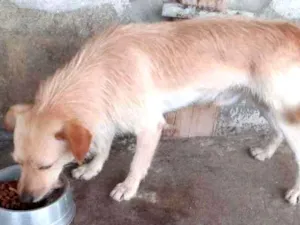 Cachorro raça Sem raça definida idade 2 anos nome Thor