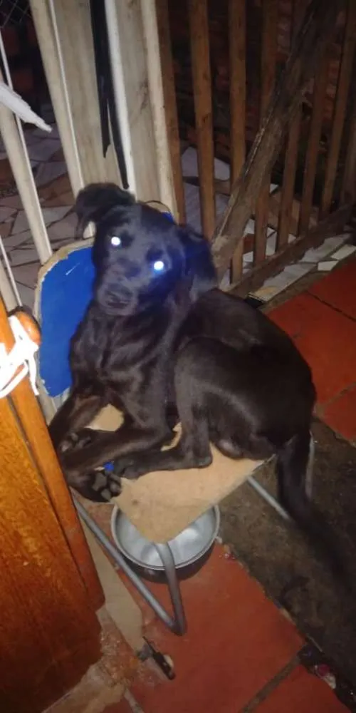 Cachorro ra a Sem raça definida idade 2 anos nome Sky, Pretinha e Pret