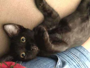 Gato raça SRD idade 2 a 6 meses nome FELIX