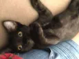FELIX