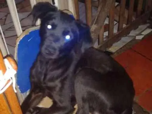 Cachorro ra a Sem raça definida idade 2 anos nome Sky, Pretinha e Pret