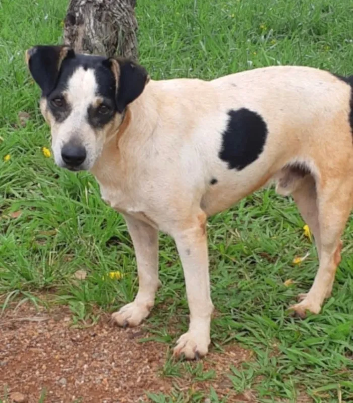 Cachorro ra a SRD idade 3 anos nome Boris 