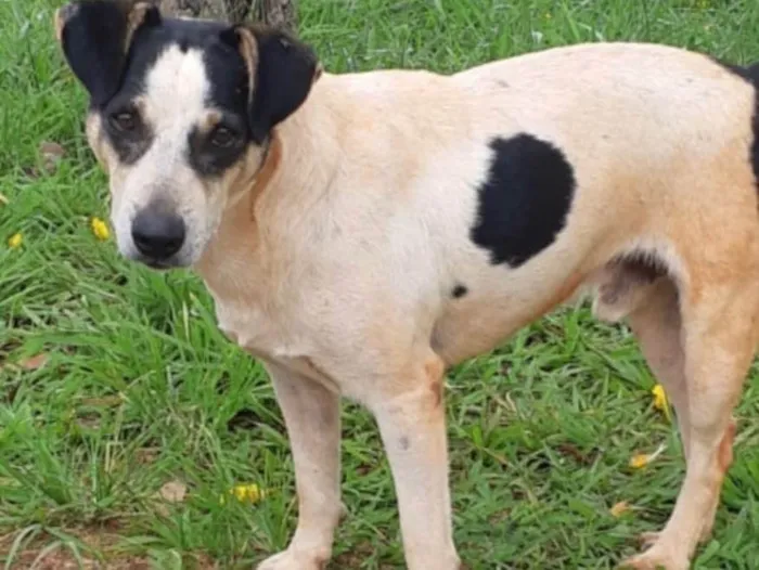 Cachorro ra a SRD idade 3 anos nome Boris 
