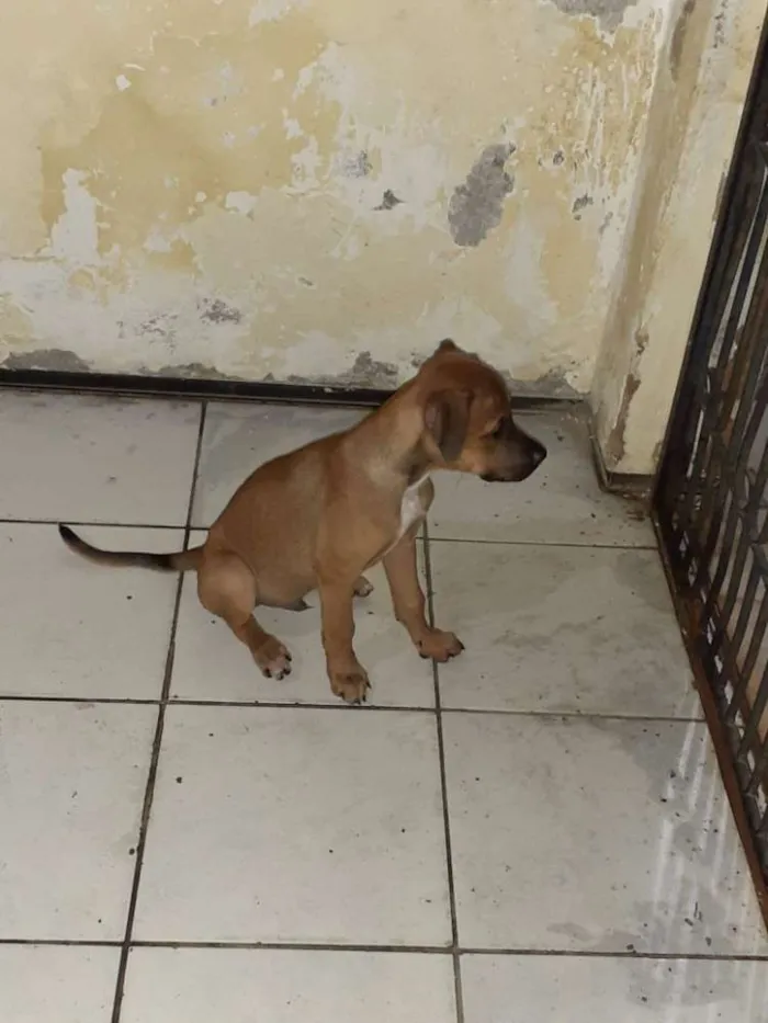 Cachorro ra a Srd idade 2 a 6 meses nome Paçoquinha