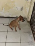 Paçoquinha
