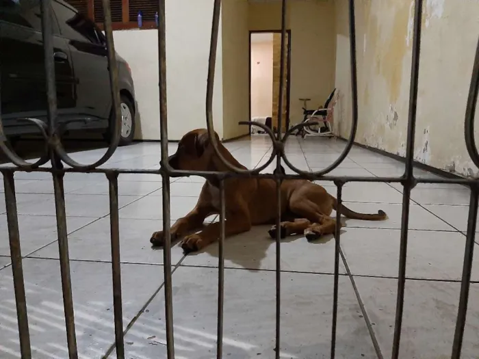 Cachorro ra a Srd idade 2 a 6 meses nome Paçoquinha