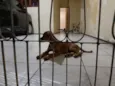 Paçoquinha